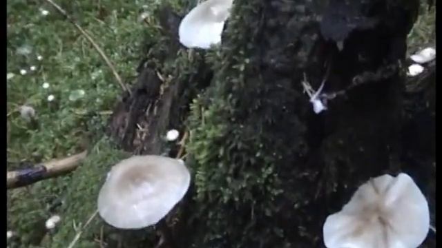 ?Нашли грибы в сосновом лесу,разные моховики,кобылы и другие. смотреть онлайн