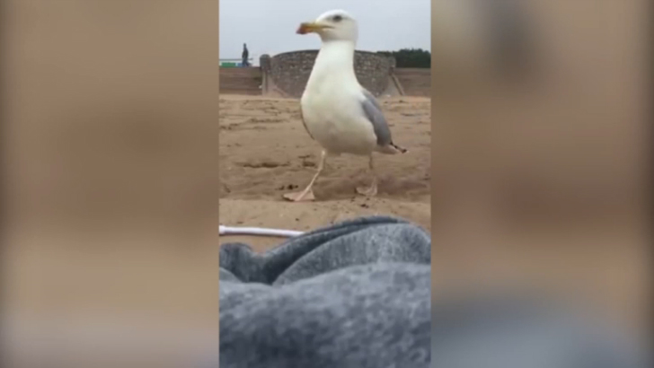 Чайка сняла на видео свое преступление смотреть онлайн