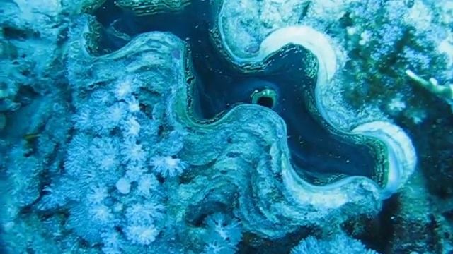 almeja gigante, taclobo gigante o pa'ua (Tridacna gigas) 2 RED SEA смотреть онлайн