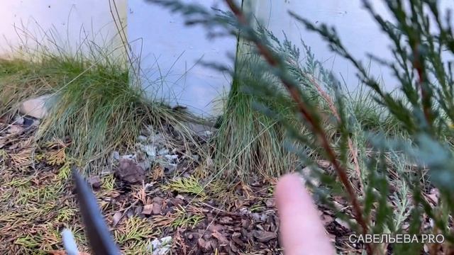 Сад в конце октября. Стрижка можжевельника Блю Ароу. Сбор урожая. смотреть онлайн