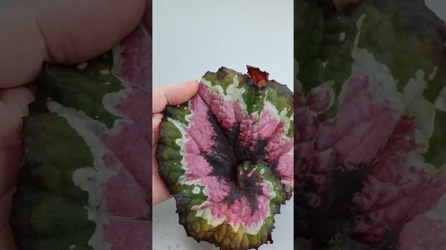 Посылочка с бегониями природниками. Шикарные новиночки! (Begonia).