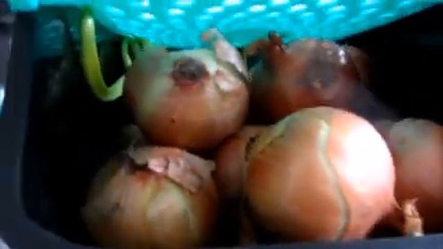 Пока я думала как вырастить лук на окне, он сам вырос под столом в контейнере Tupperware, без полив смотреть онлайн