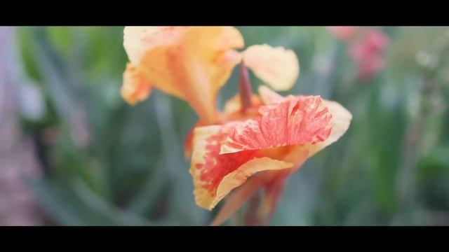Sony A6300 | Sigma 16mm 1.4 | HANDHELD test смотреть онлайн