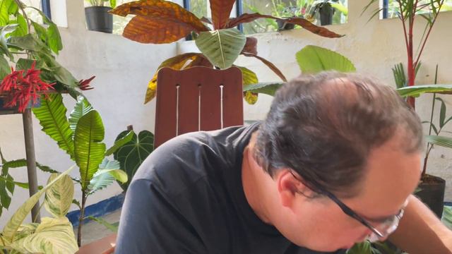 Calathea 'Electric Shock', Calathea 'Emperor' E Catalhea 'White Fusion' | Sítio E-jardim