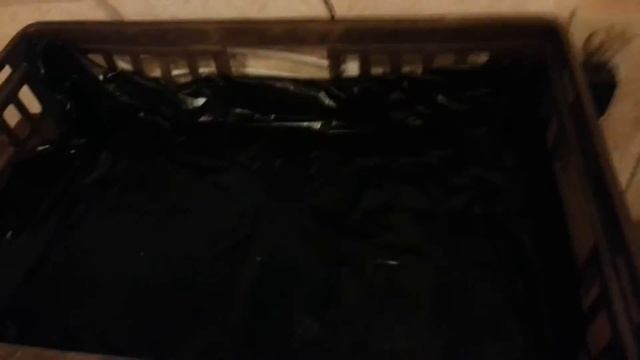 Посадка петуньи в новолуние смотреть онлайн