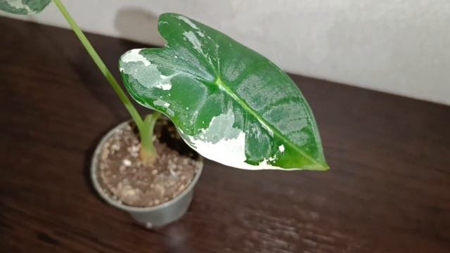 Алоказия фрайдек вариегатная смотреть онлайн