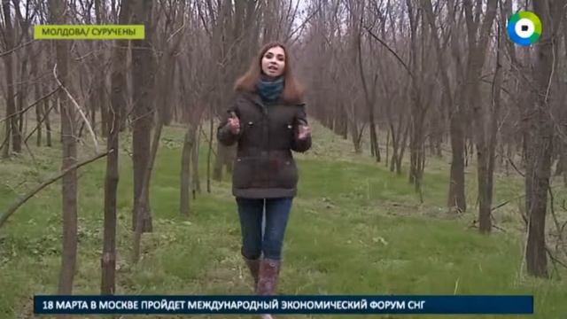 Молдавские леса защитят от вырубки смотреть онлайн