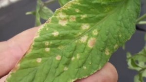 ЖЕЛТЫЕ ПЯТНА НА ЛИСТЬЯХ ТОМАТОВ. Ольга Чернова.