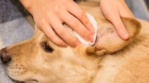 Ушной клещ у собак: как выглядит, признаки