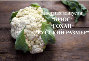 Как сажать цветную капусту.Сорта:"Брюс", "Гохан","Русский размер"