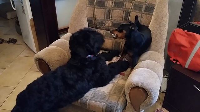 РЧТ против цвергпинчера смотреть онлайн