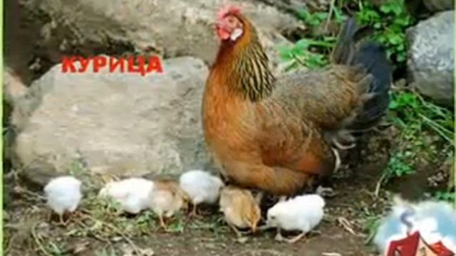 Домашние животные в стихах Малышам в науку! смотреть онлайн