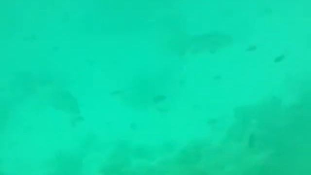 дно Красного море смотреть онлайн