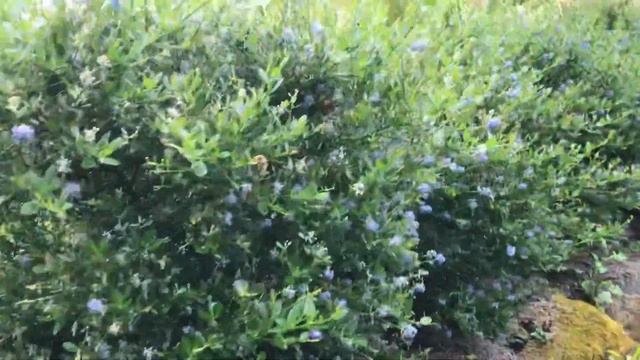 Ceanothus “Victoria” in Oregon смотреть онлайн