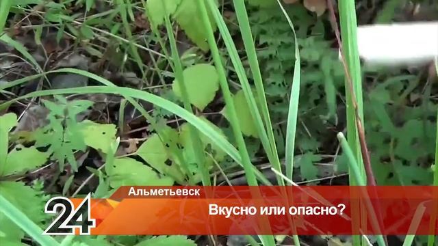 Какие ошибки совершают чаще: альметьевским любителям «тихой охоты» напоминают о безопасности смотреть онлайн