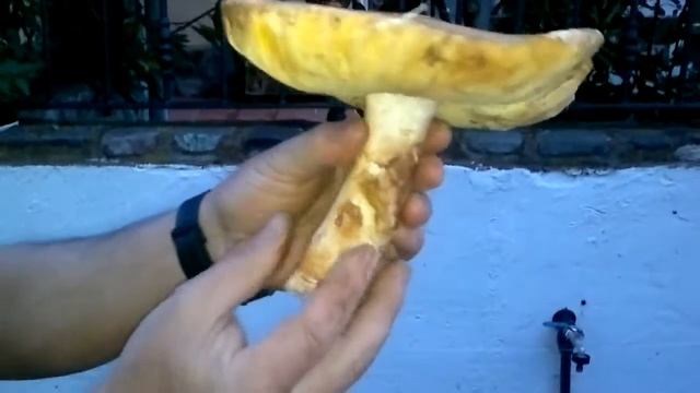 Amanita Caesarea en el Moncayo смотреть онлайн