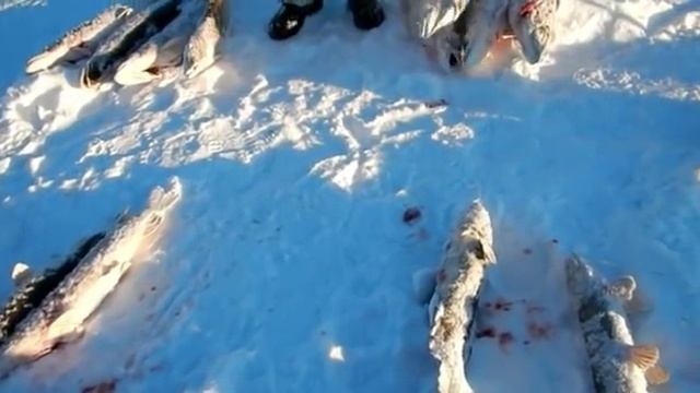 А у нас опять клюёт!