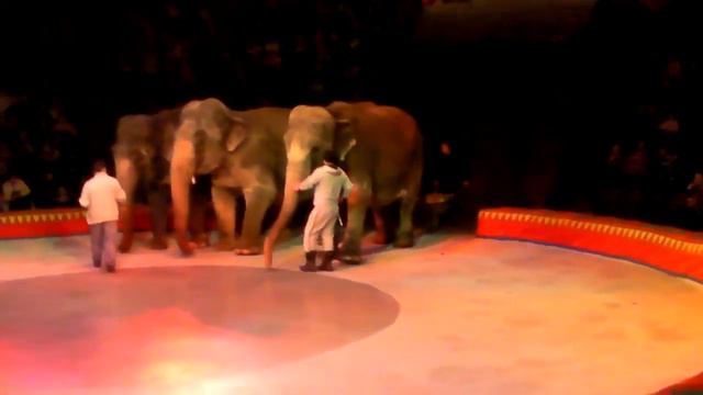 Цирк 23января2014 6 смотреть онлайн