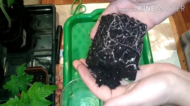 ? Пропадает рассада томатов// Что-то пошло не так? смотреть онлайн
