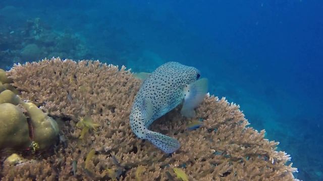Diodon hystrix, le Diodon commun смотреть онлайн