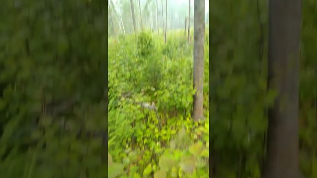 Раннее утро, туман сбор земляники смотреть онлайн