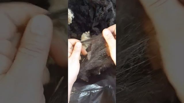 Расчёсывание,чистка отвечей шерсти. смотреть онлайн