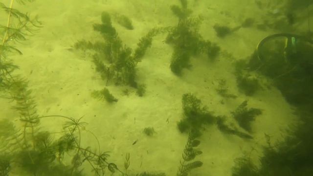 Подводный поиск с металлоискателем. Озеро Каташи. Беларусь. смотреть онлайн