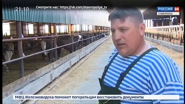 Племенные герефорды Ставропольского края Агровести 7 05 2019 смотреть онлайн
