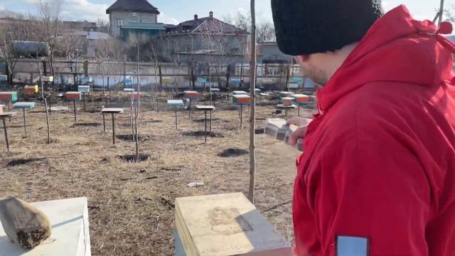 Как зимуют Шестирамочники??? смотреть онлайн