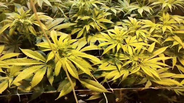 Grandmommy purple/Mimosa Shot/Dos-si-dos OG. beginning of flower lollipop 🍭. Sponsored by Herbies!! смотреть онлайн