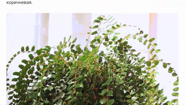 Пеллея. Растения для дома и сада. смотреть онлайн