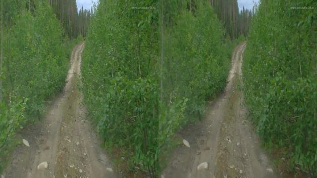 Лесные дороги в 3D смотреть онлайн