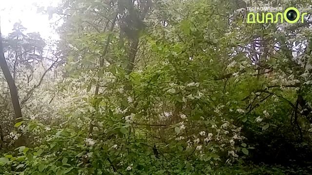 Цветёт черёмуха (Видеоблог Евгения Степанова) смотреть онлайн