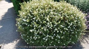 Лапчатка Абботсвуд — описание и уход