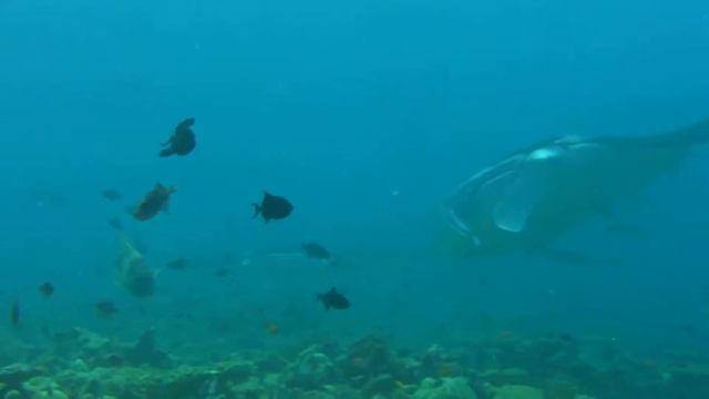 Manta Point смотреть онлайн