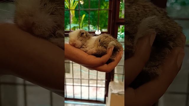 Nature lover #my jelly sleeping ??? #Short смотреть онлайн