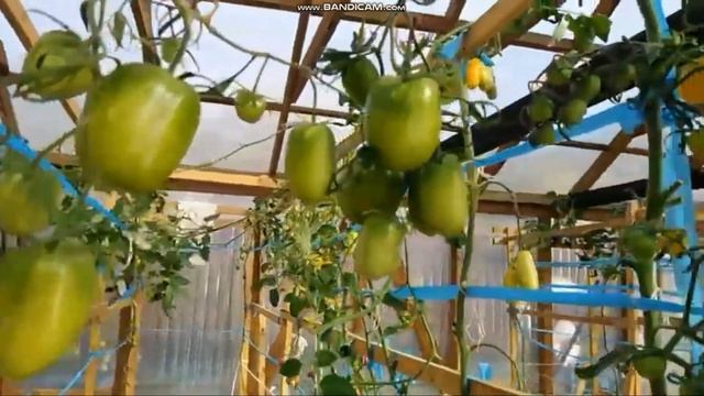 сортовой томат СЛИВКА БЕНДРИКА обзор смотреть онлайн