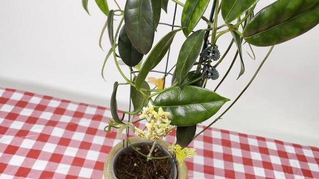 A Visit with Hoya vitiensis Yellow and Hoya desvoeuxensis смотреть онлайн