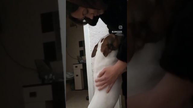 #добро#джекрасселтерьер #собака смотреть онлайн