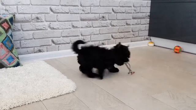 Купить йорка, черный Йорк, Snezhnoe Korolevstvo JACKPOT смотреть онлайн