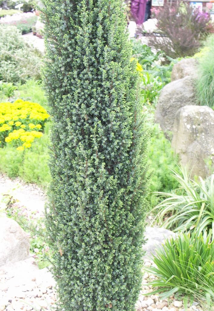 Восторг! Пришла посылка из Челябинска! Сады России! смотреть онлайн