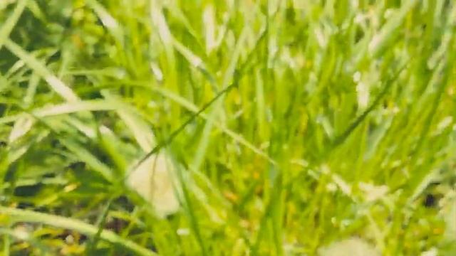 Жизнь маленького и храброго одуванчика сказка смотреть онлайн