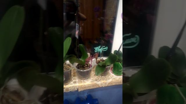 Орхидеи новичок в этом деле 🌿🌿🌿 смотреть онлайн