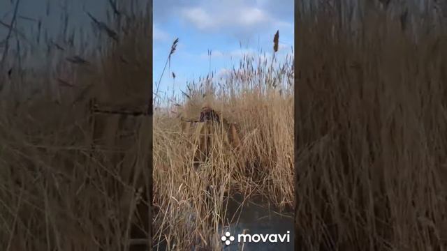Охота в Калмыкии!!! смотреть онлайн