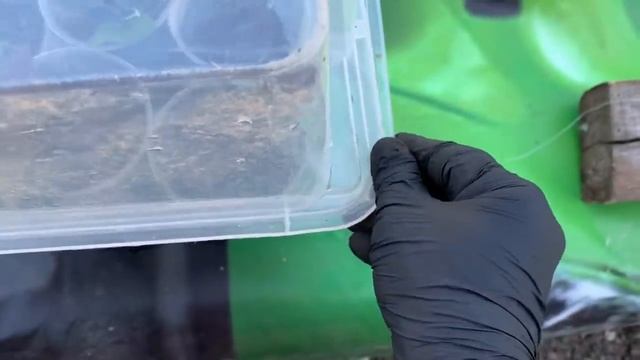 Черенкую гортензию.