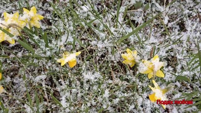 Нарциси та хуртовина смотреть онлайн