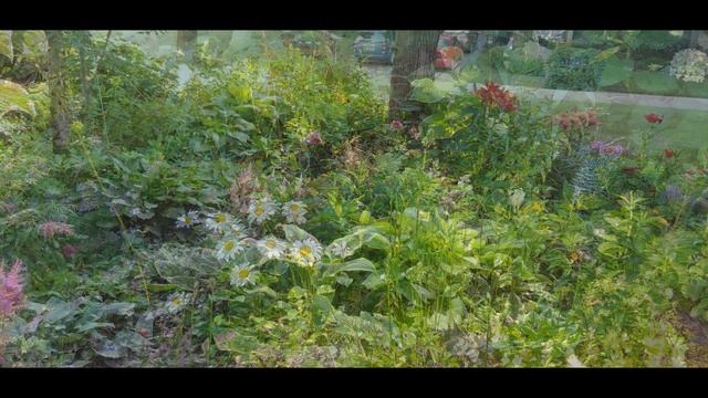 Perennial Garden in zone 4 Minnesota // coneflowers, lilies & more 🍀 flower garden 🍃 смотреть онлайн