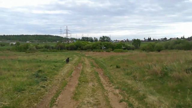 фаина питбуль, на меня напали, собака защищает смотреть онлайн