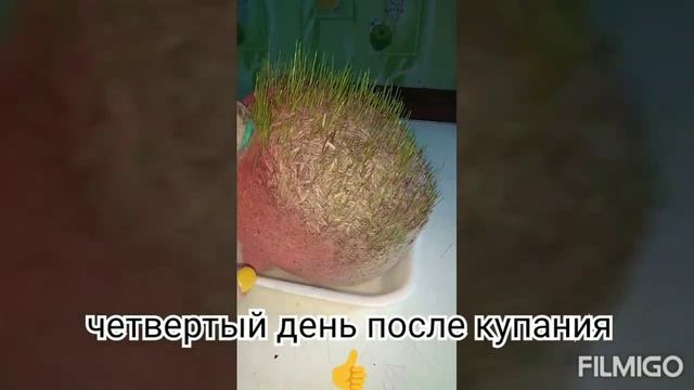 Как вырастить траву . Травянчик смотреть онлайн