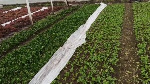 Выращивание шпинат в теплице. Решение проблем с реализацией. Выводы.